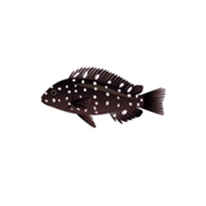 Duboisi Cichlid